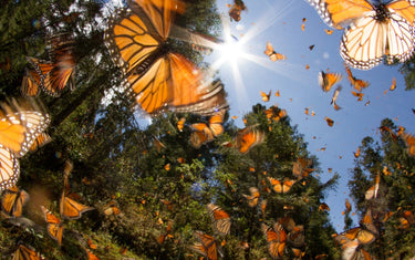 How to Turn Your Backyard into a Butterfly Waystation