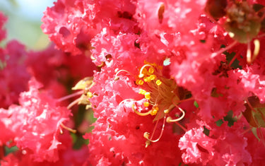 July Lawn & Garden Tips