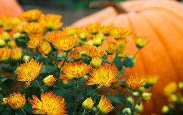 October Lawn & Garden Tips