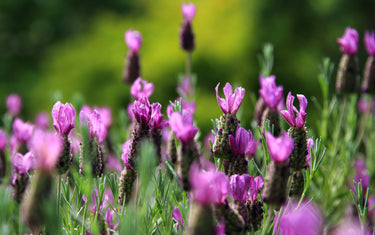 May Lawn & Garden Tips