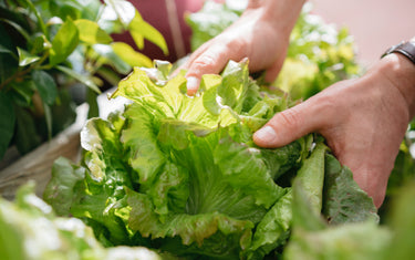 November Lawn & Garden Tips