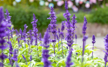 March Lawn Garden Tips