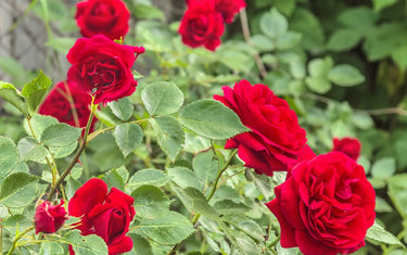 January Lawn & Garden Tips
