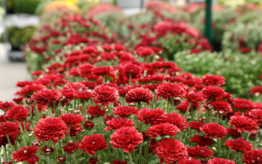 September Lawn & Garden Tips