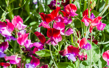 February Lawn & Garden Tips