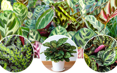 Calathea Care Guide: Known for Its Beautiful Foliage