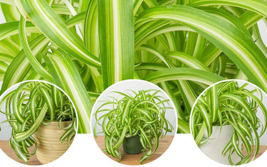 Spider Plant ‘Bonnie’ The Curly Houseplant That's Easy & Rewarding