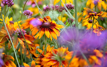 August Lawn & Garden Tips