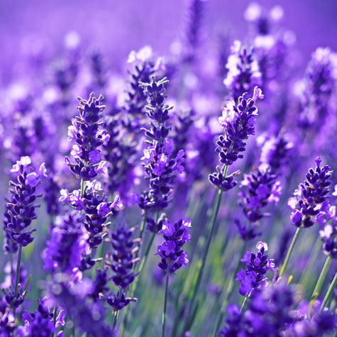 Lavender