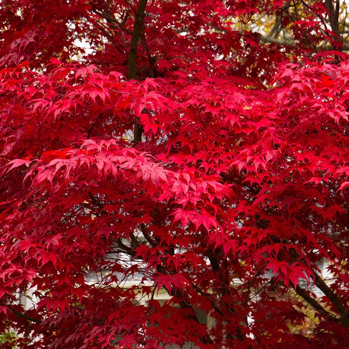 Deciduous Trees for Sun – Armstrong Garden Centers