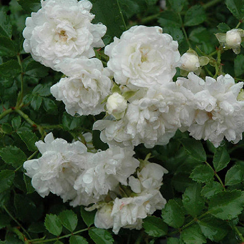 Ground Rose
