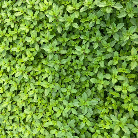 Groundcovers