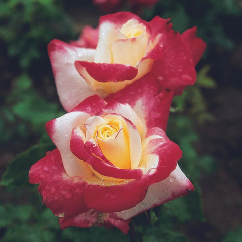 Hybrid Tea