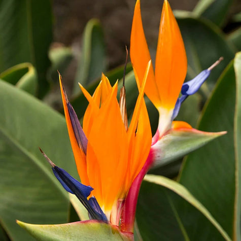 Tropicals