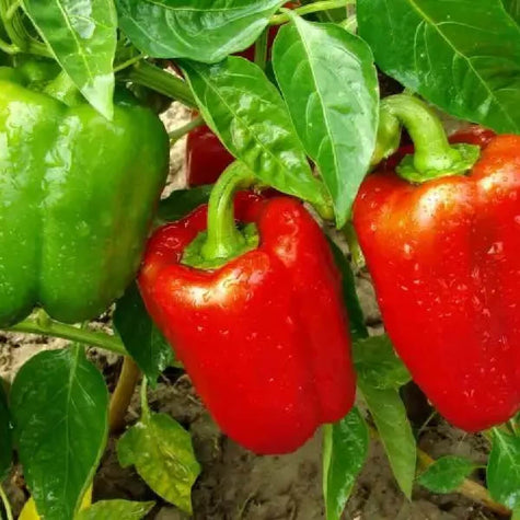 Vegetables