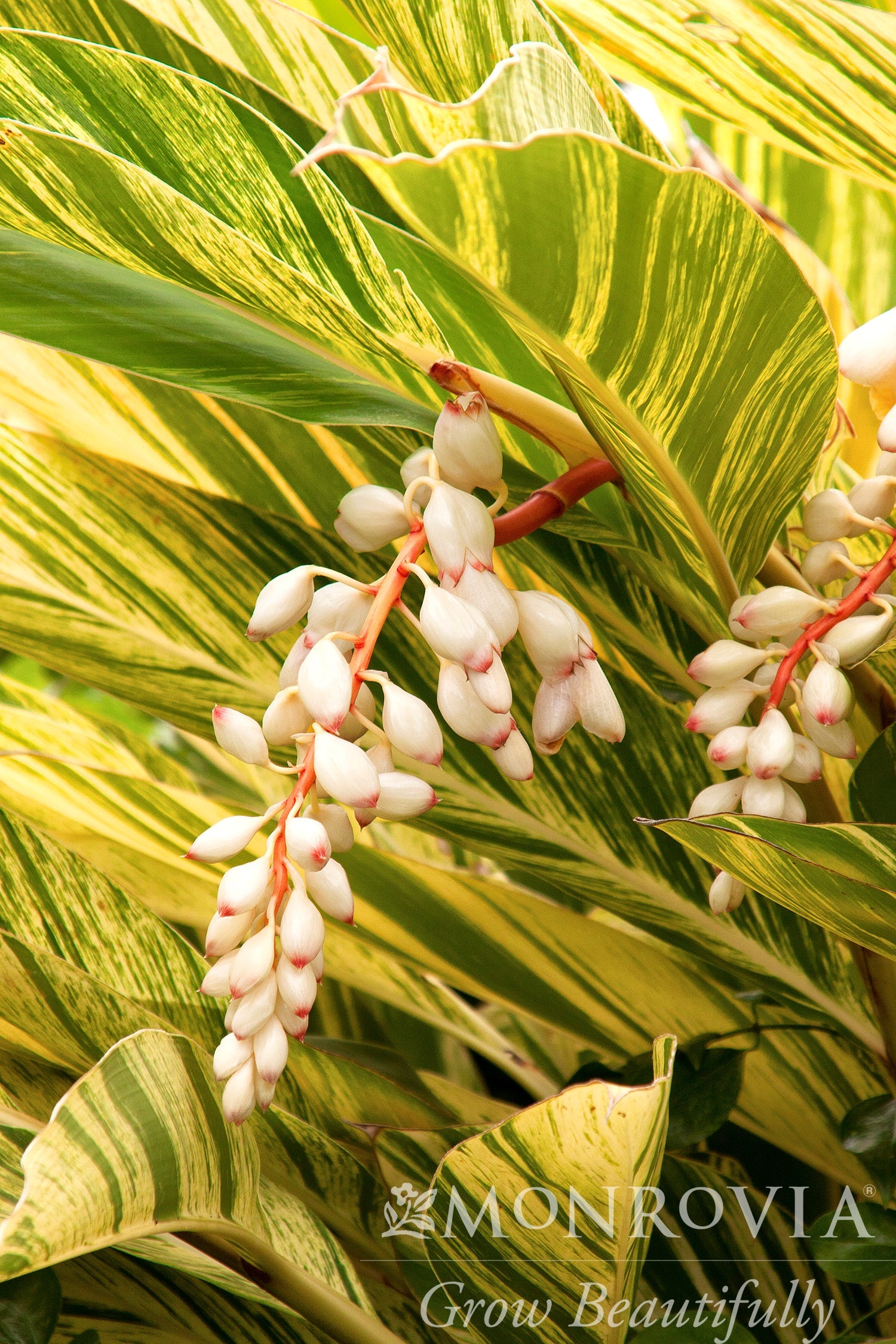 variegated shell ginger plant care indoor Alpinia zerumbet 'Variegata' 5 gallon