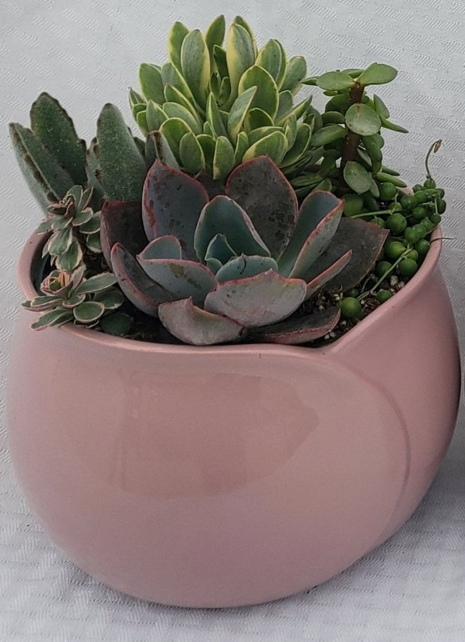 pink succulent pot Flower Petal Planter Light Pink With Succulents