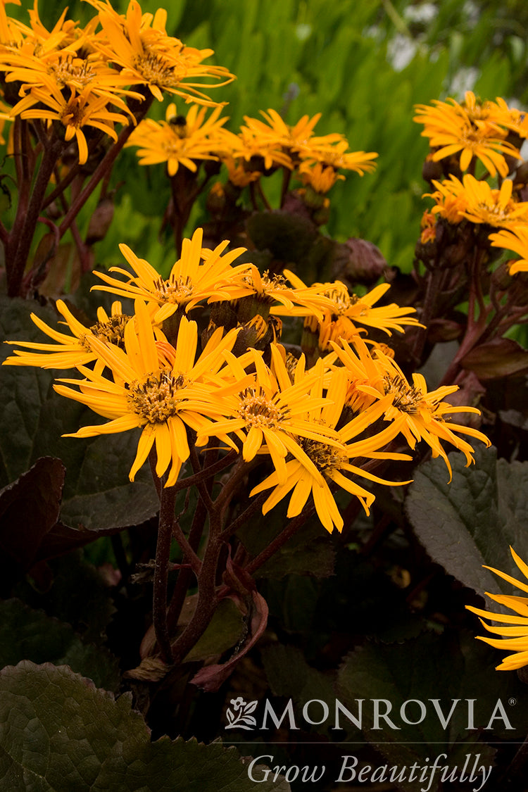 Ligularia Dentata Britt Marie Crawford Armstrong Garden Centers ligularia-dentata-britt-marie-crawford-armstrong-garden-centers