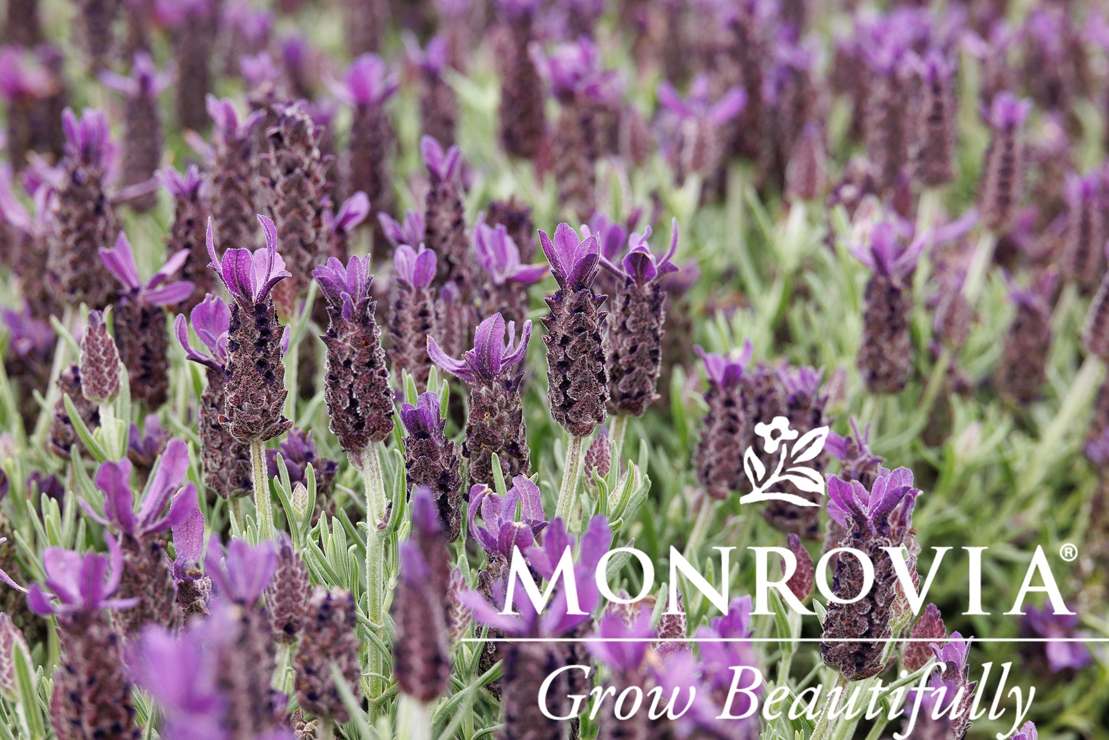 lavender stoechas anouk tree Anouk Purple MEDLEY Lavender 1gal