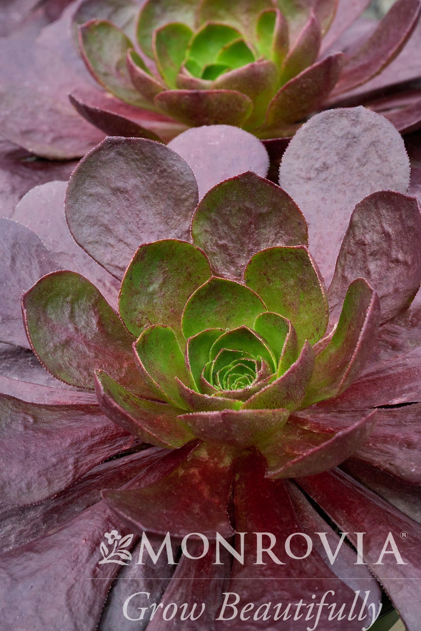 destiny succulent Surreal Destiny Semponium