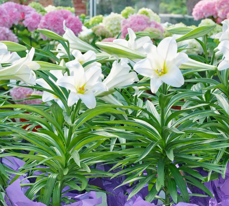 easter lily plant indoor or outdoor Easter Lily – Armstrong Garden Centers