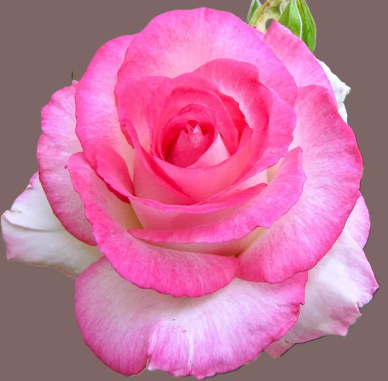 Angelic Veil Rose – Armstrong Garden Centers