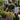 Garden Consultation Service