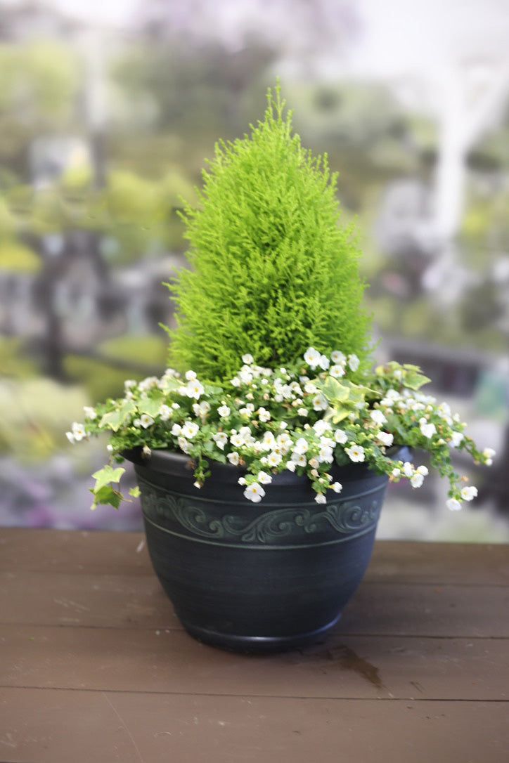 cypress potted plant Lemon Cypress Cone Planter with Ivy & Bacopa – 15"