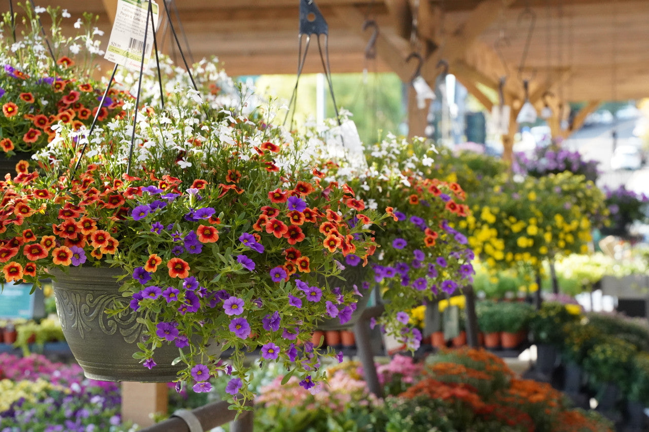 12 in hanging planter Seasonal Combination Hanging Basket