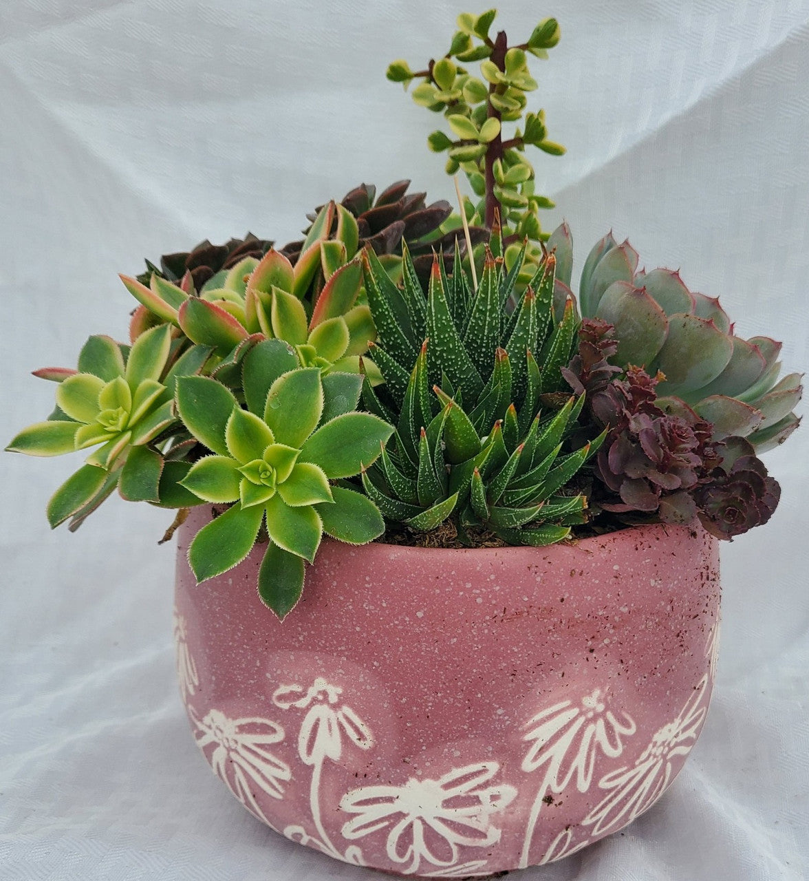 pots for succulents near me Rose Sandblasted Flower Pot With Succulents