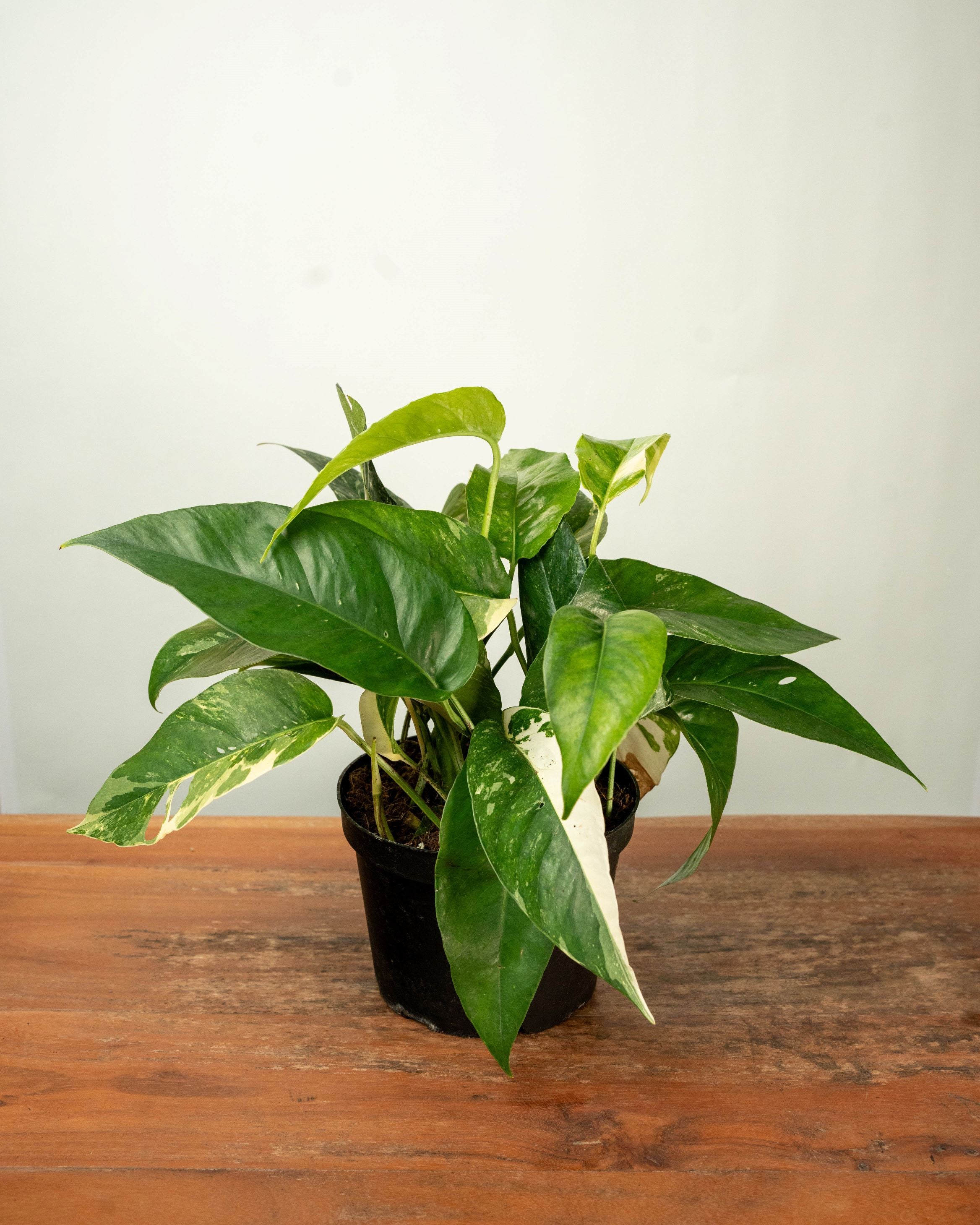 albo pothos plant Epipremnum Albo Variegata