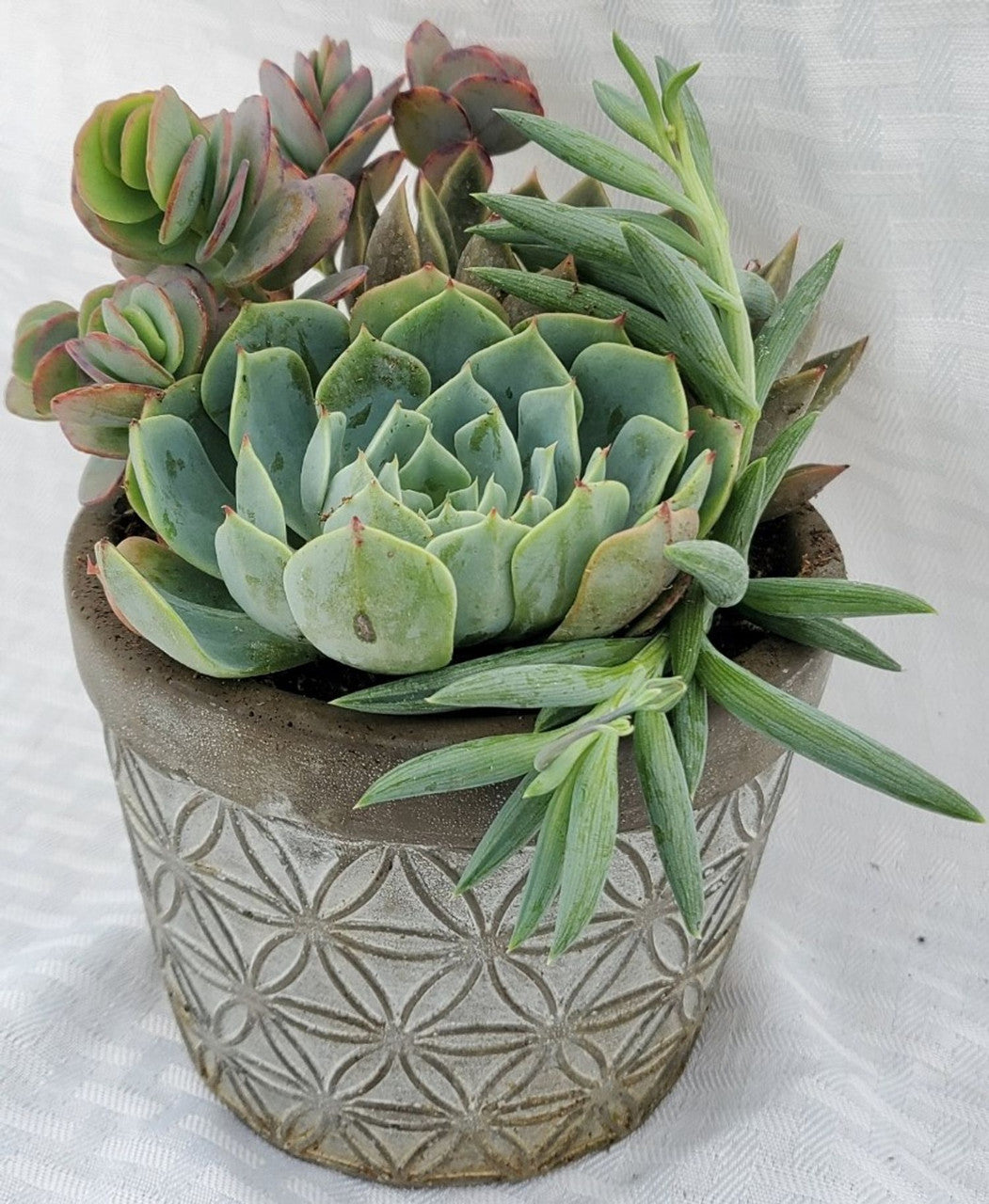 potted succulent dst Florence Deco Planter With Succulents