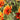 Gazania Fiesta Red