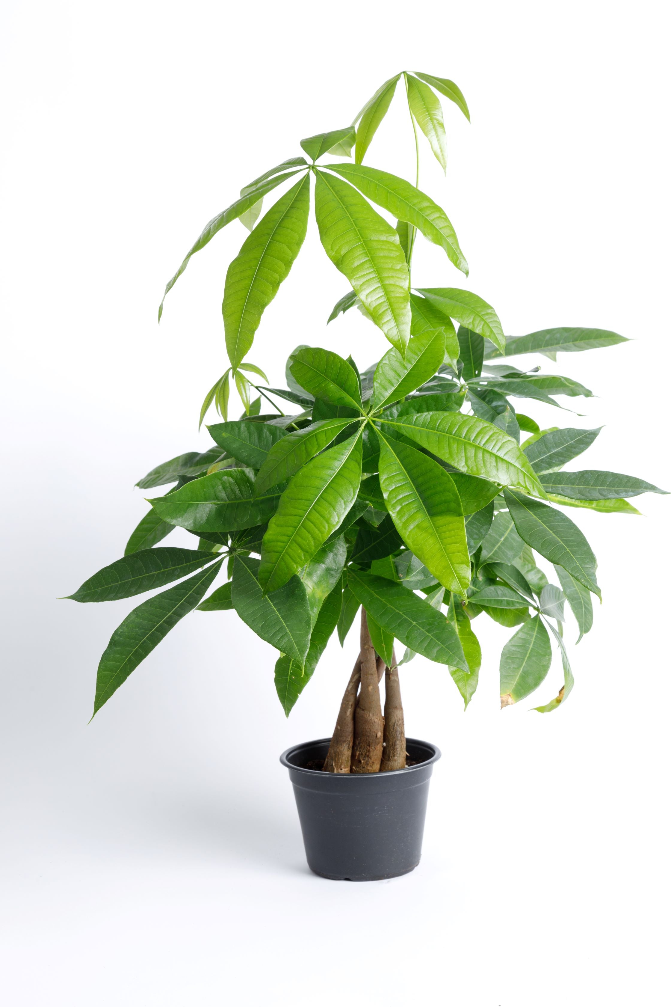 money tree nellis and charleston Money Tree – Armstrong Garden Centers