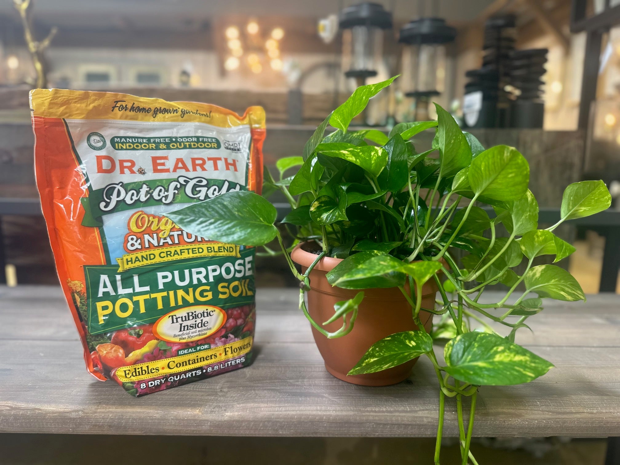 best pot for pothos plant Pothos Bundle with Self-Watering Pot and Soil – Armstrong Garden Centers
