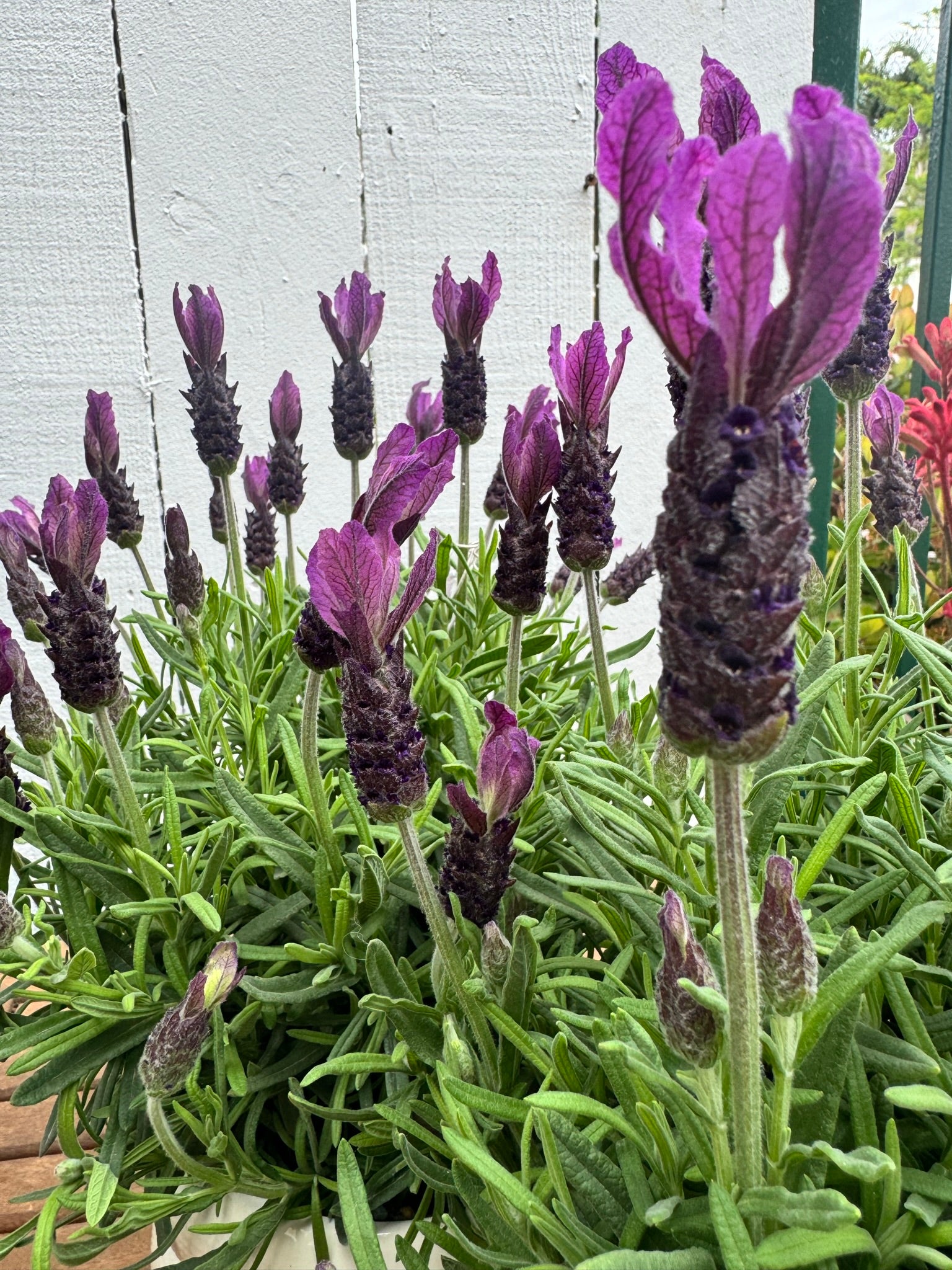 lavender primavera plant Lavandula Primavera 2 gallon