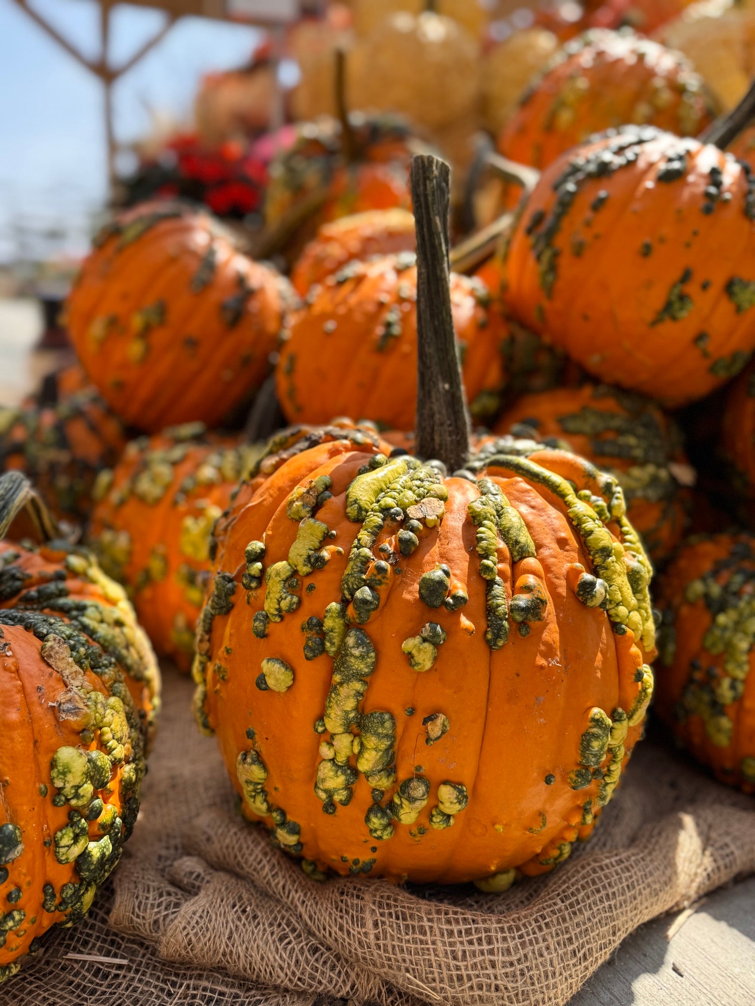 フラワー・ガーデニング mameko42 Knucklehead Pumpkin – Armstrong Garden Centers