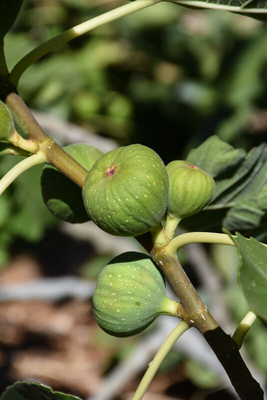 Fignomenal Dwarf Fig – Armstrong Garden Centers