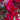 #preferred-color_red