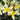 #preferred-color_yellow