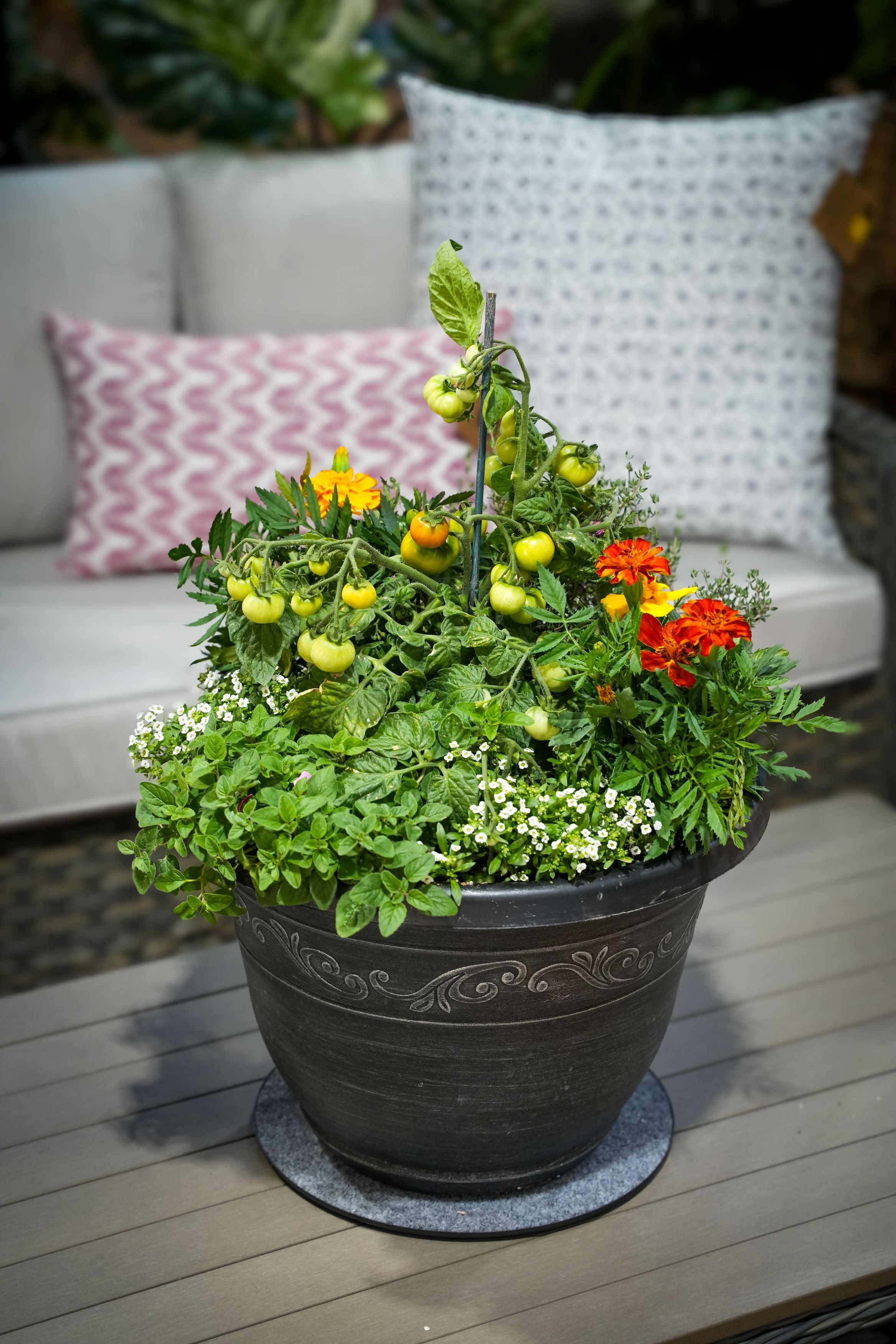 tomato pot planter Patio Tomato & Herb Combo – Armstrong Garden Centers