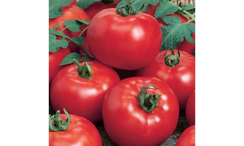 █tomato★ Tomato - Delicious (Indeterminate) seeds from SeedsNow.com