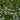 Isotoma Blue Star Creeper