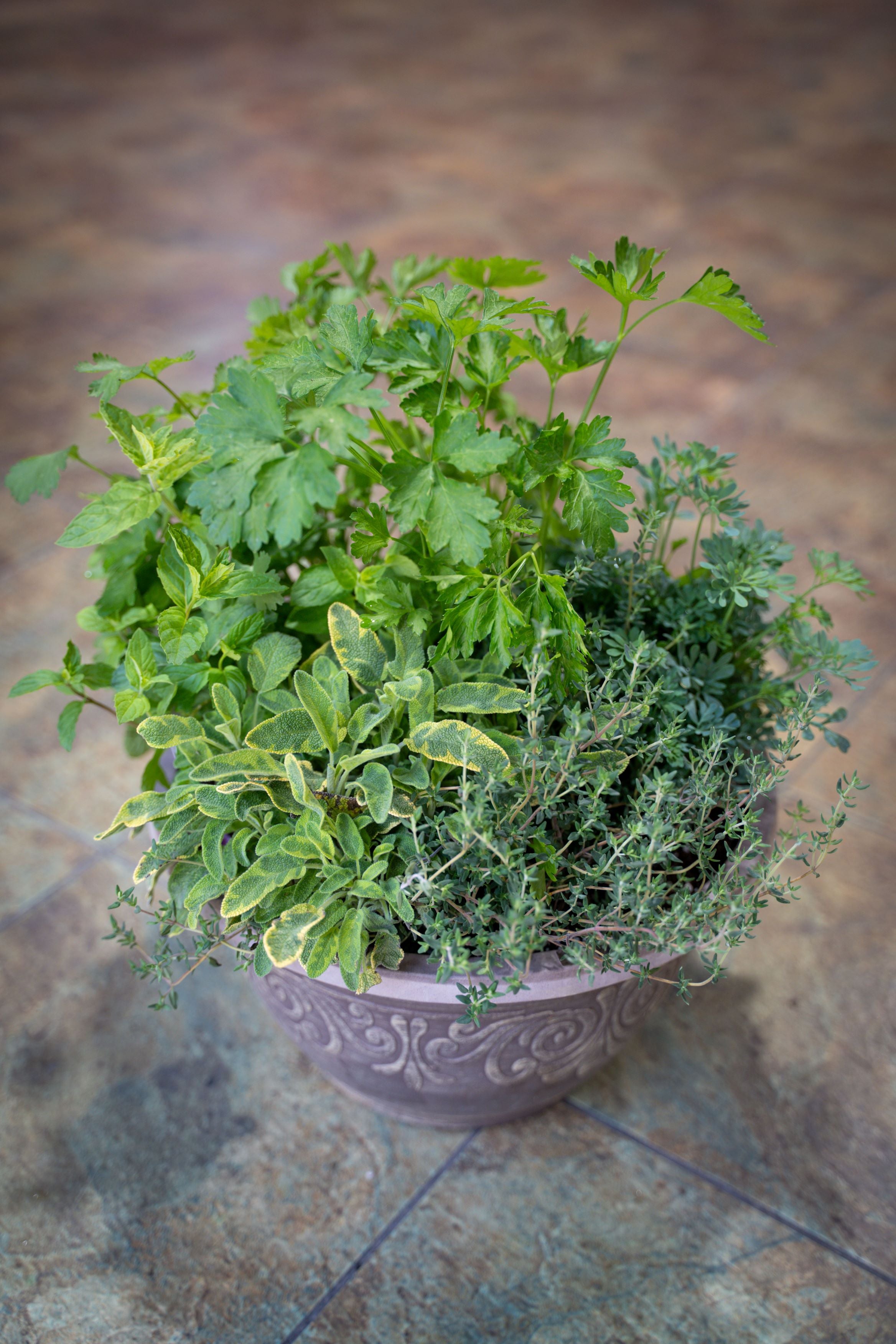 mixed herb pot Mixed Herb Bowl – Armstrong Garden Centers