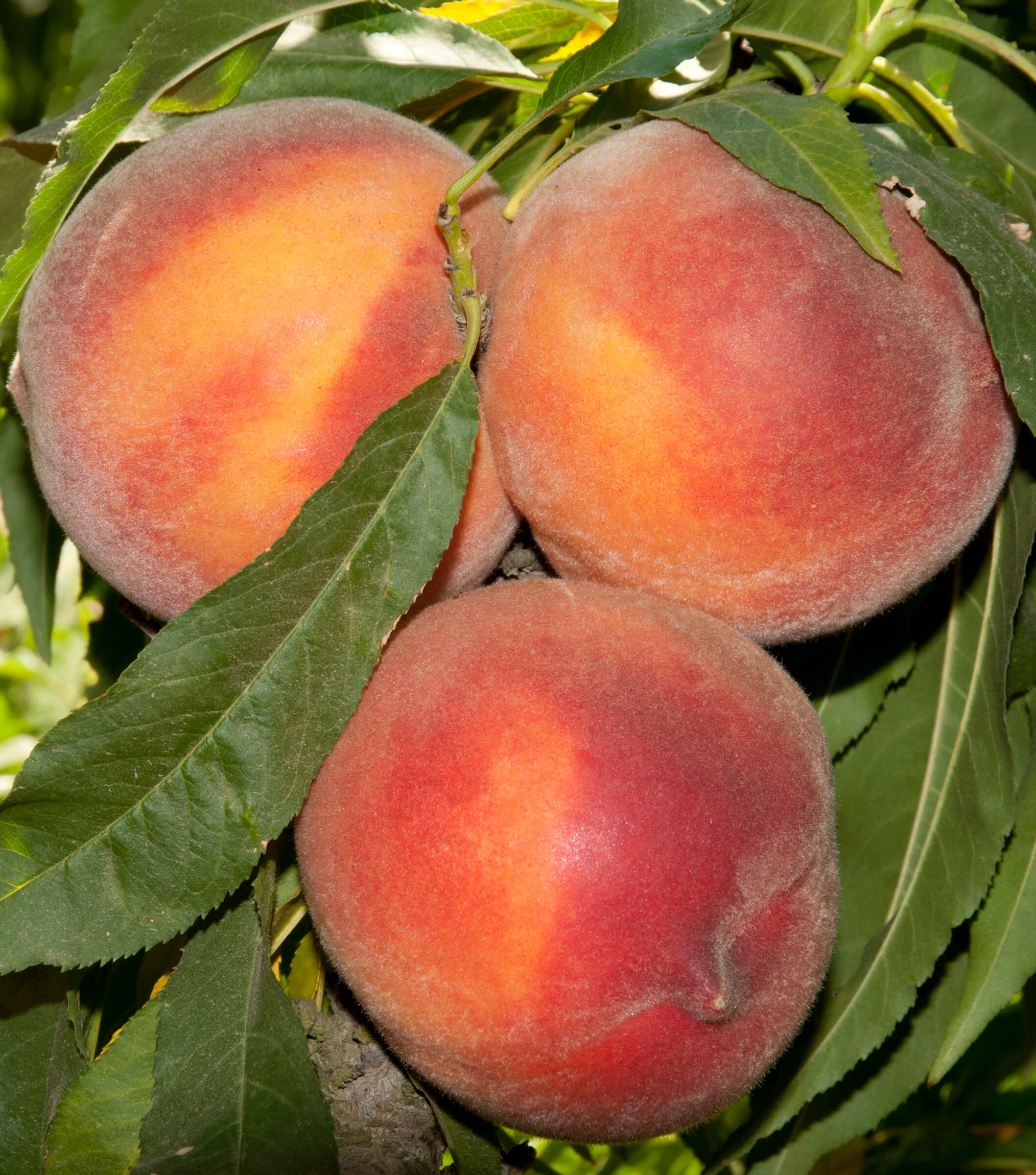 peachページ Pix Zee® Dwarf Peach – Armstrong Garden Centers