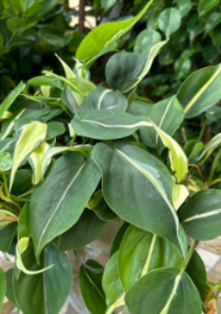 indoor philodendron silver stripe care Philodendron Silver Stripe