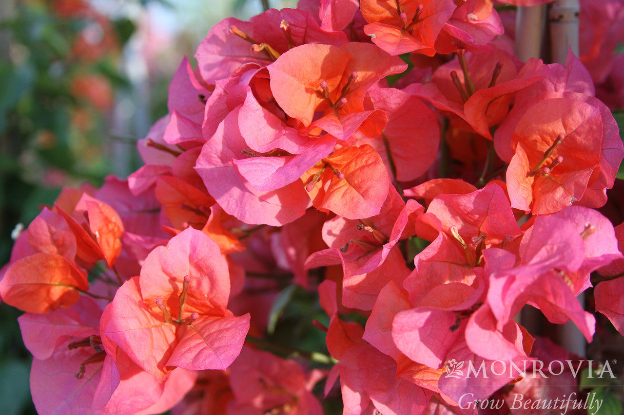 Camarillo Fiesta™ Bougainvillea - Monrovia – Armstrong Garden Centers