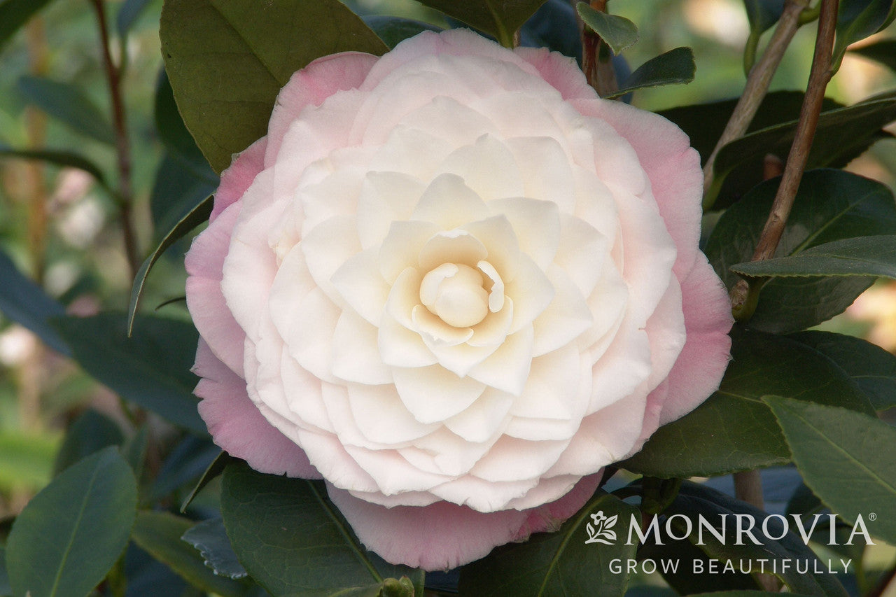 Camellia japonica 'Nuccio's Pearl' – Armstrong Garden Centers