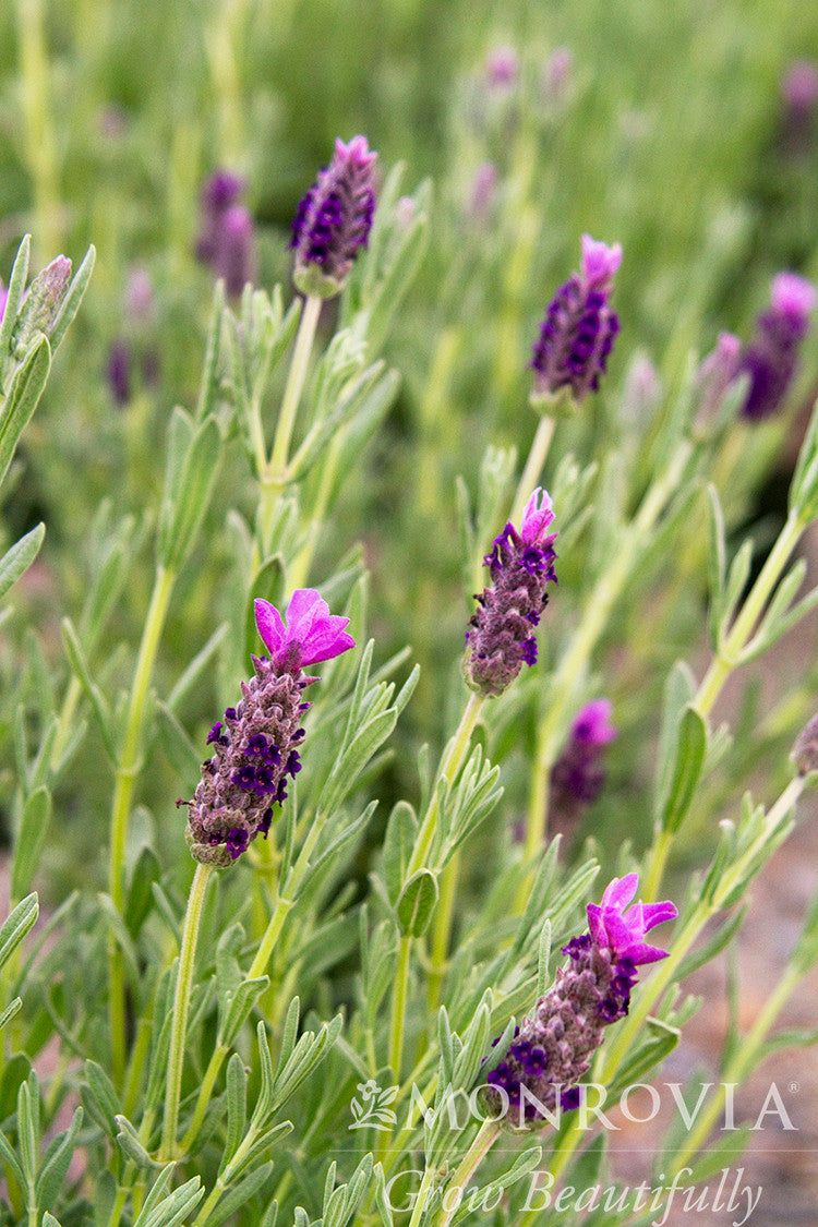 lavender plant monrovia Winter Bee Spanish Lavender