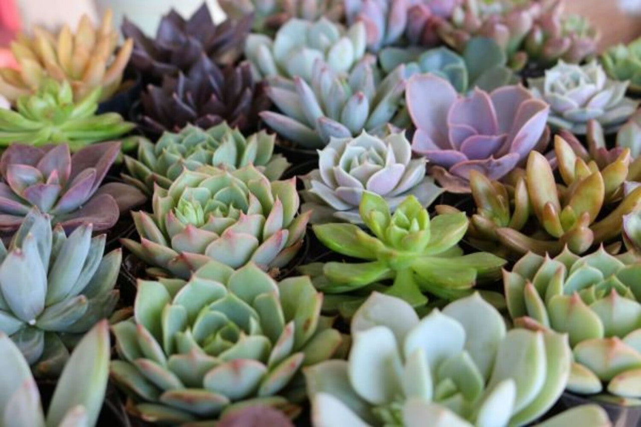 4 inch succulents in bulk Succulent Assorted